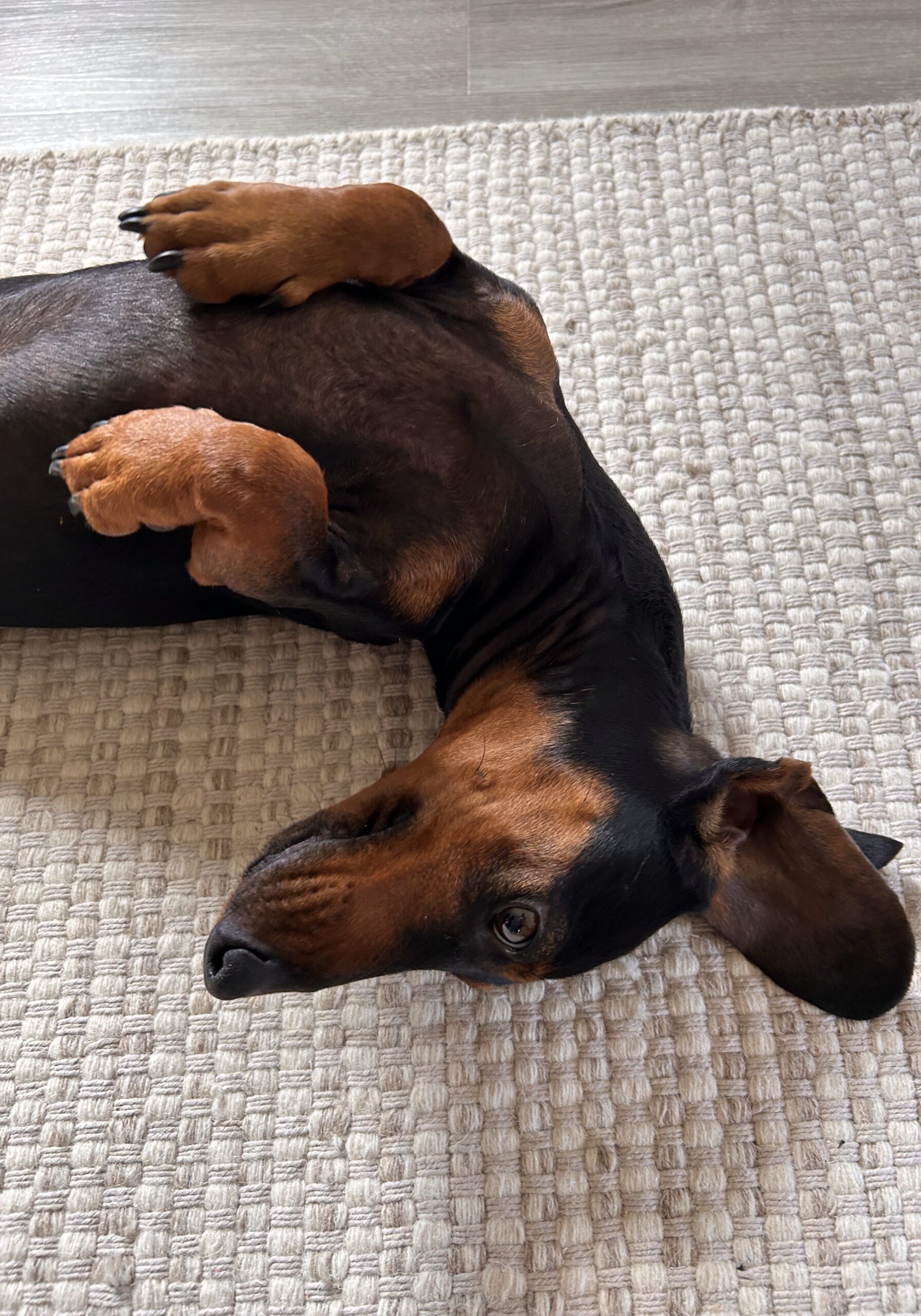 Puppy resting comfortably at home symbolising comfort and calm in care environments